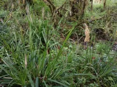 Hanging sedge thumbnail 2