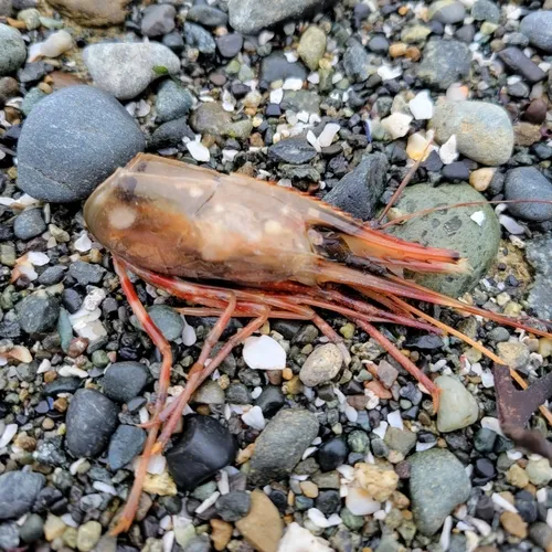 California Spot Prawn