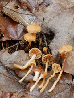 Cortinarius obtusorum thumbnail 1