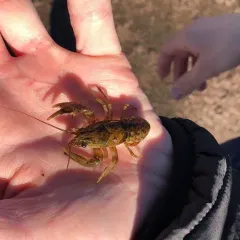 Northern Clearwater Crayfish thumbnail 2