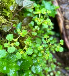 Pacific golden-saxifrage thumbnail 3