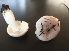 Russula stuntzii thumbnail 4
