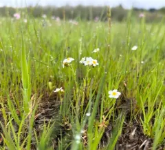 Fragrant Popcornflower thumbnail 3