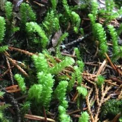 Pipecleaner Moss thumbnail 2