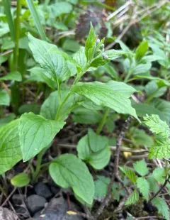 broadleaf bluebells thumbnail 2