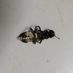 hairy rove beetle thumbnail 3