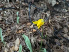 Wild Tulip thumbnail 1