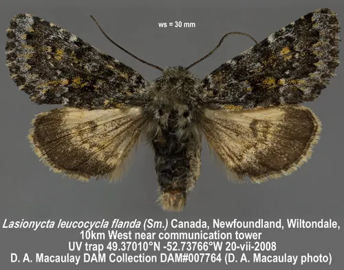 Lasionycta flanda