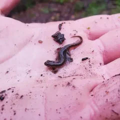Northern Dusky Salamander thumbnail 4