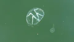 Small Fringed Jelly thumbnail 2