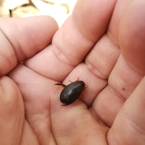 Woods Predaceous Diving Beetle