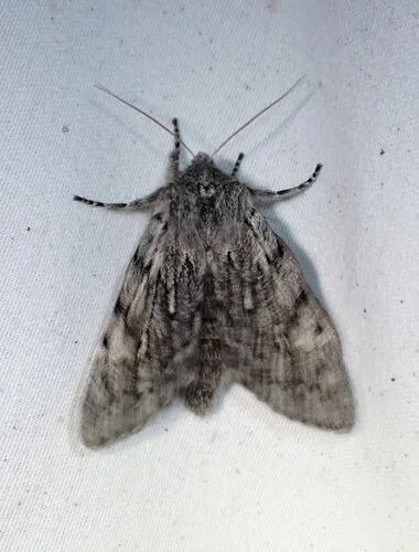 Boreal Fan Moth