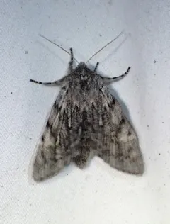 Boreal Fan Moth thumbnail 1
