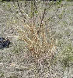 broomsedge bluestem thumbnail 1