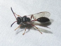 Psen erythropoda thumbnail 3