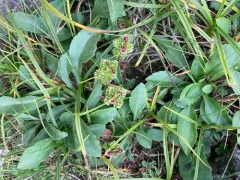 Oakes' Eyebright thumbnail 4