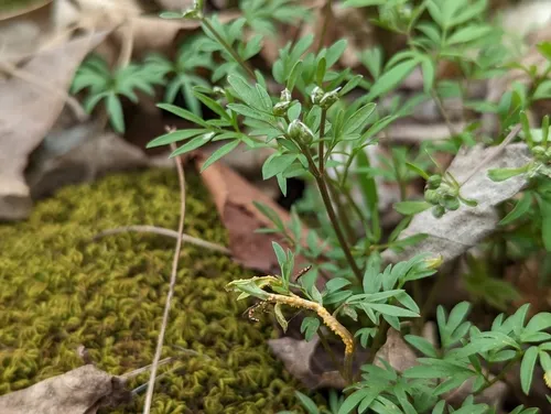 harbinger-of-spring rust
