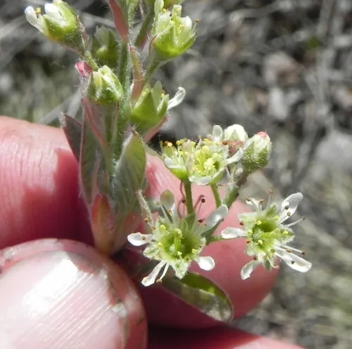 Nantucket Shadbush