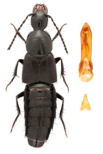 Philonthus schwarzi