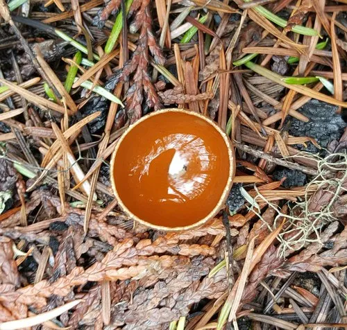 Stalked Bonfire Cup
