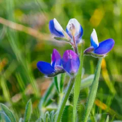 Miniature Lupine thumbnail 3