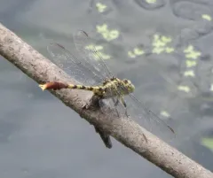 Jade Clubtail thumbnail 2