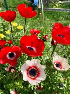 poppy anemone thumbnail 2