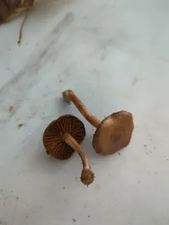 Cortinarius suberythrinus thumbnail 3