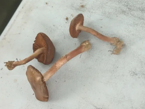 Cortinarius suberythrinus