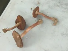Cortinarius suberythrinus thumbnail 1