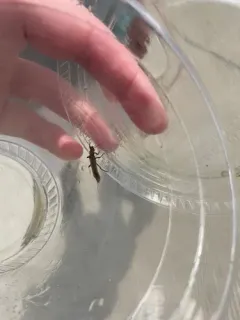 Striped Stone thumbnail 3