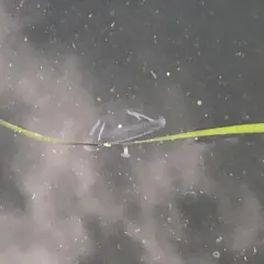 Umbrella Jelly thumbnail 2