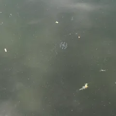 Pacific Sea Gooseberry thumbnail 1