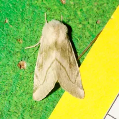 Elder Moth thumbnail 4