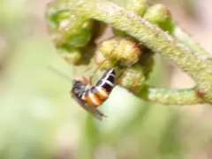 Strongylogaster impressata thumbnail 3