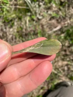 Ophiomyia coniceps thumbnail 3