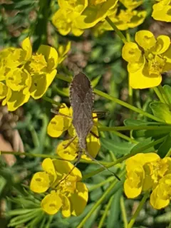 Euphorbia Bug thumbnail 4