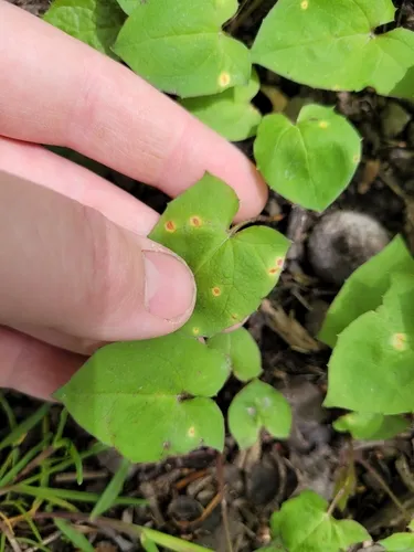 Puccinia nabali