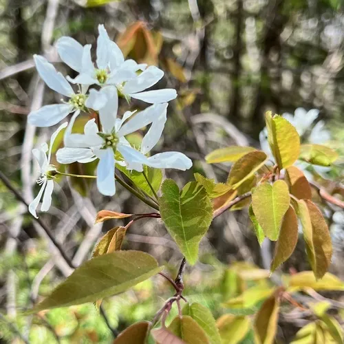 smooth shadbush