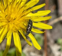 Acmaeodera tubulus thumbnail 2