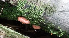 Tubifera microsperma thumbnail 3