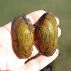 Paper Pondshell thumbnail 3