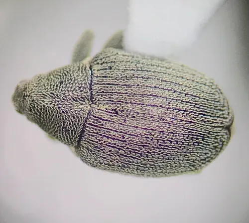 Ceutorhynchus napi