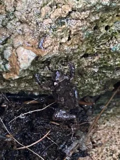 Greenhouse Frog thumbnail 2