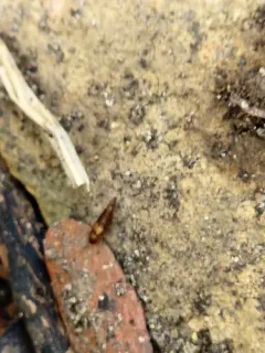Palporus nitidulus thumbnail 3