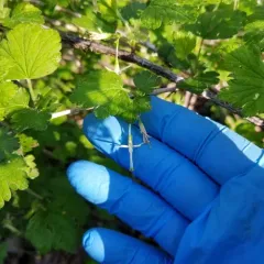 Missouri Gooseberry thumbnail 4