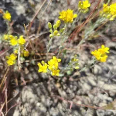 Douglas' Bladderpod thumbnail 2