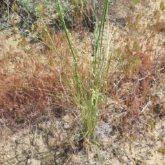 Sand Ricegrass thumbnail 3