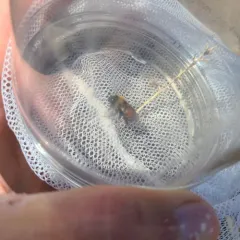 Bumblebee-like Digger Bee thumbnail 3