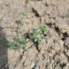 Wingnut Cryptantha thumbnail 3